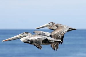 Flight Of The Pelican